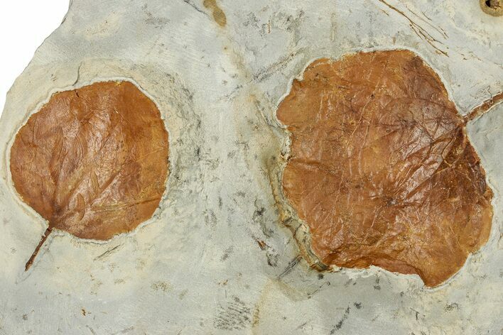 Shale With Two Paleocene Fossil Leaves (Zizyphoides) - Montana #351972